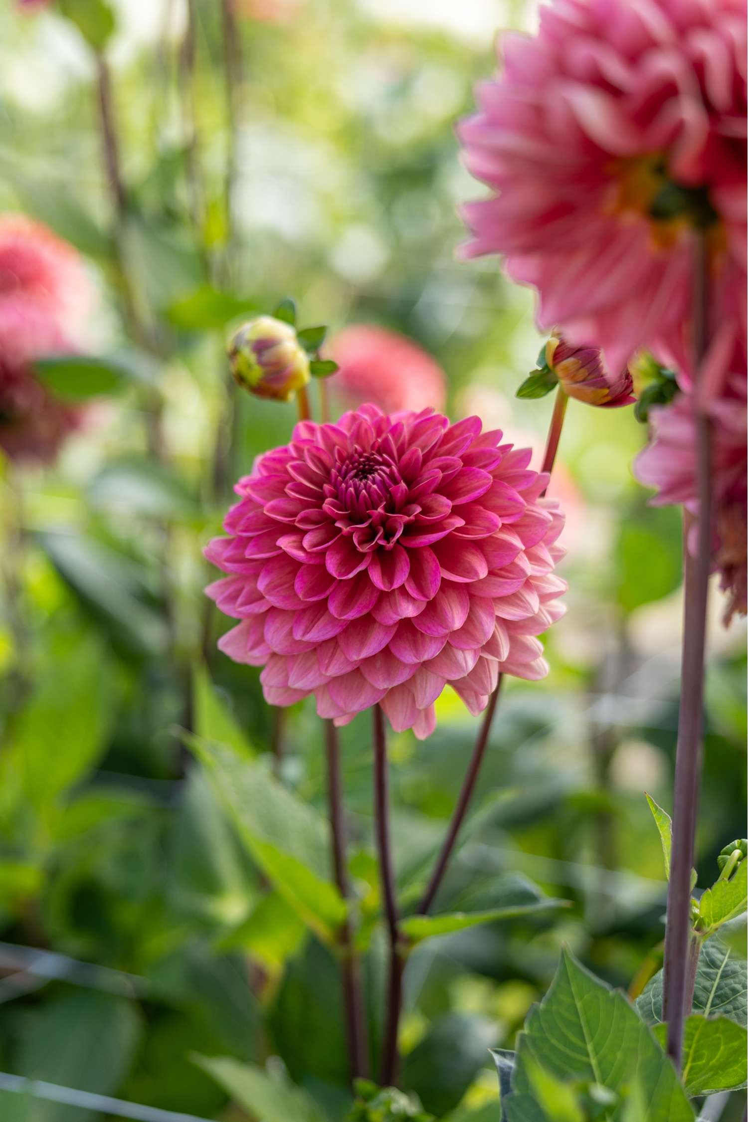 Dahlie 'Salmon Runner'